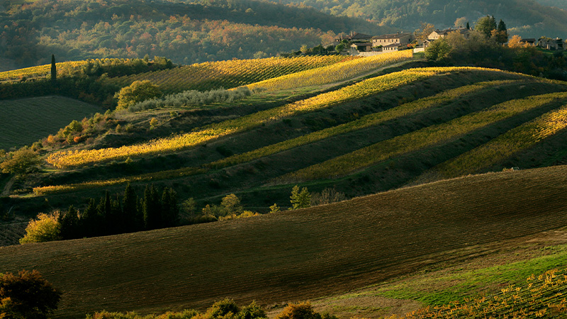 A photo of rolling hills in one of Chianti's vineyards.