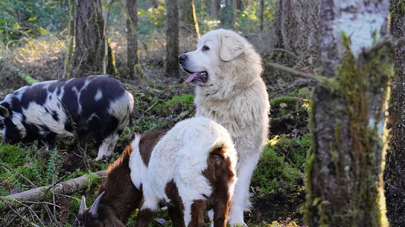 Oregon’s Antiquum Farm has an entire crew of animals on staff to help with its grazing-based viticulture, including Katahdin/Dorper sheep, Kunekune pigs, geese, chickens, ducks, and guardian dogs.