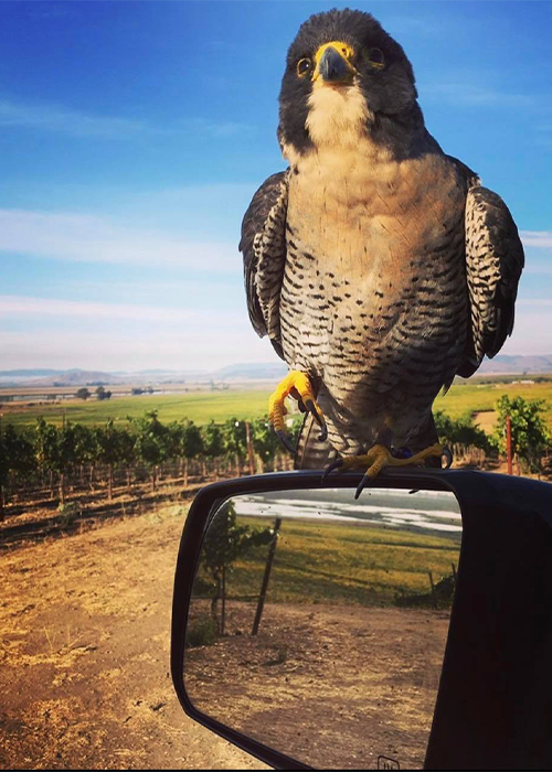 Birds can be a blessing and a curse to vintners.