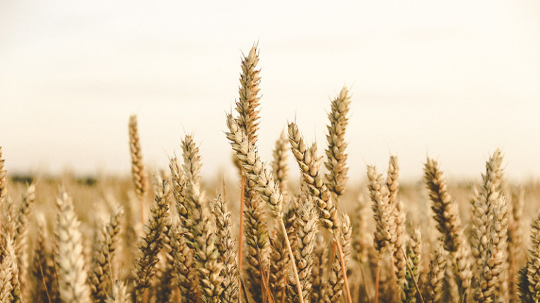 How to Drink Rye Whiskey, According to a Canadian Bartender | VinePair