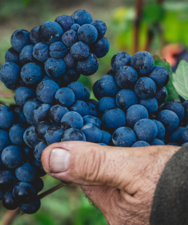 The Most Popular Grape Varieties in the Top 25 Wine-Producing Nations