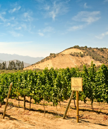 Sauvignon Blanc Is Quickly Becoming Chile’s Flagship Wine