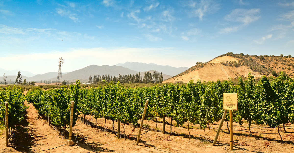 Sauvignon Blanc pronto se convierte en el principal vino de Chile