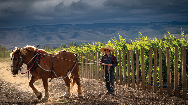 horsepower is an eco-friendly vineyard.
