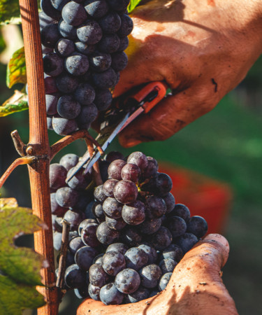 The Differences Between Organic, Biodynamic, and Sustainable Wines