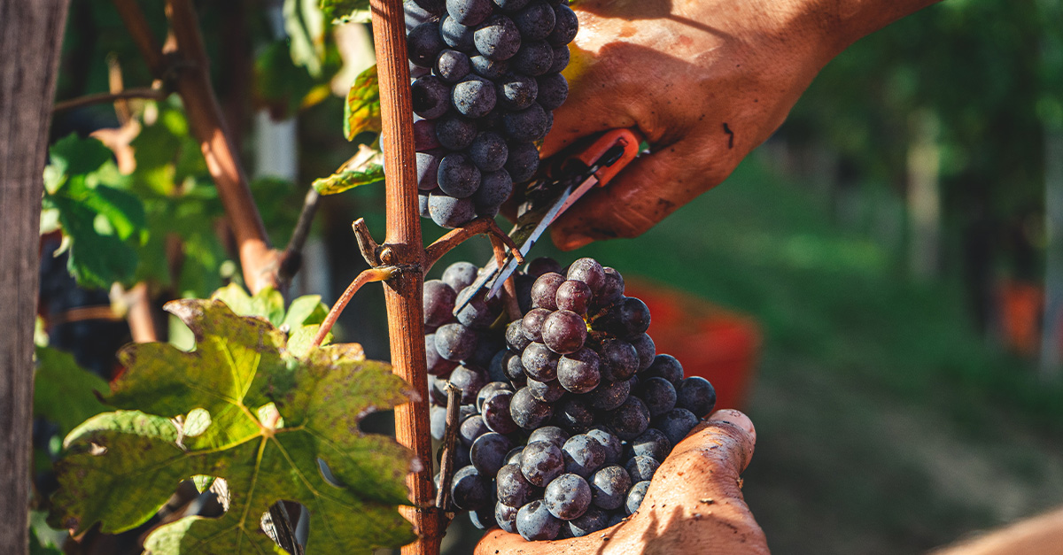 Organic Wine Vs Conventional The Glyphosate Factor - 21flrr9