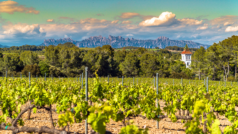 Penedes, Spain is one of the most underrated European wine regions according to wine pros. 