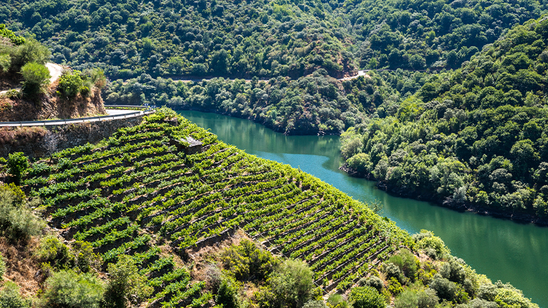 Ribeira Sacra in Galicia is one of the most underrated European wine region according to wine pros. 