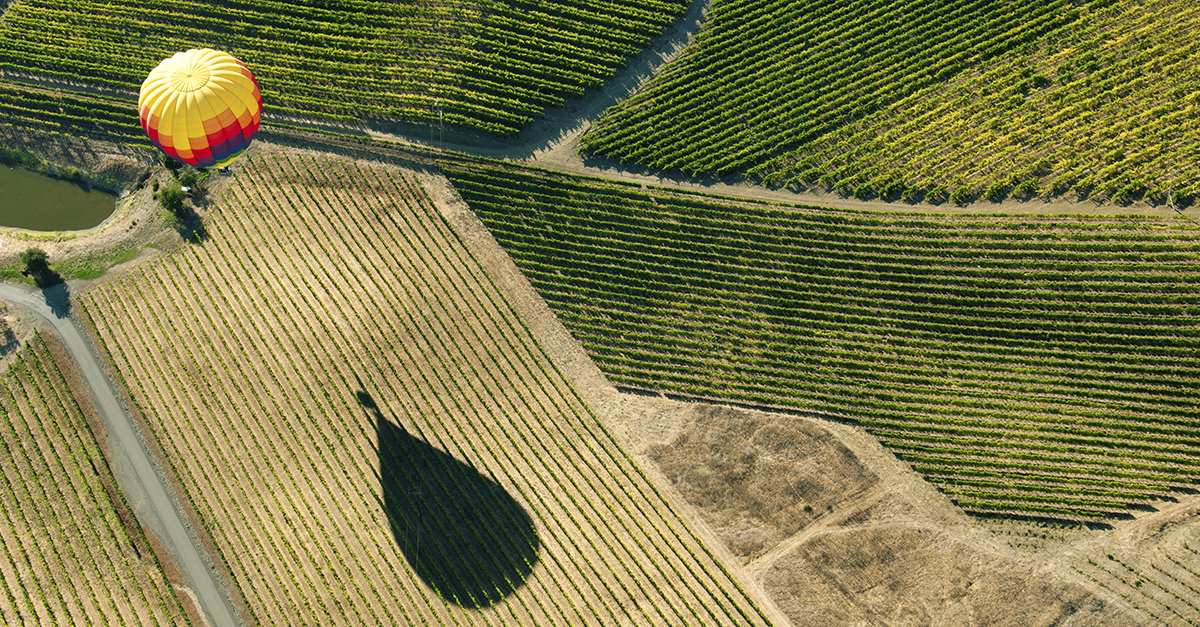 We Asked 5 Sommeliers What’s the Most Overrated Napa Wine? VinePair