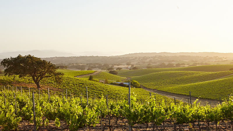 Santa Barbara County is an underrated American wine region.