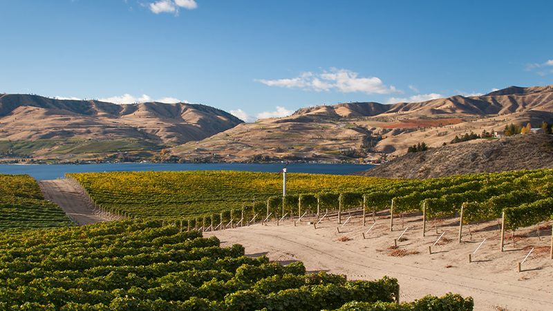 Washington state is an underrated American wine region.