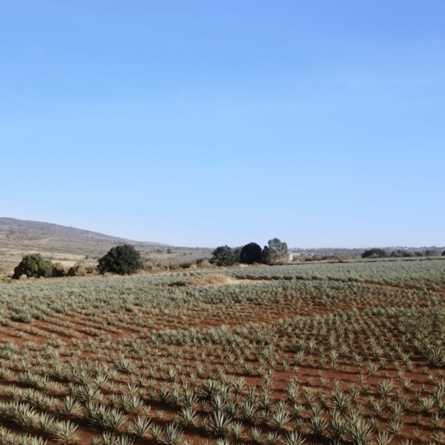 From Field to Glass with PATRÓN Episode #1: Cultivating and Harvesting Agave With Tequila PATRÓN
