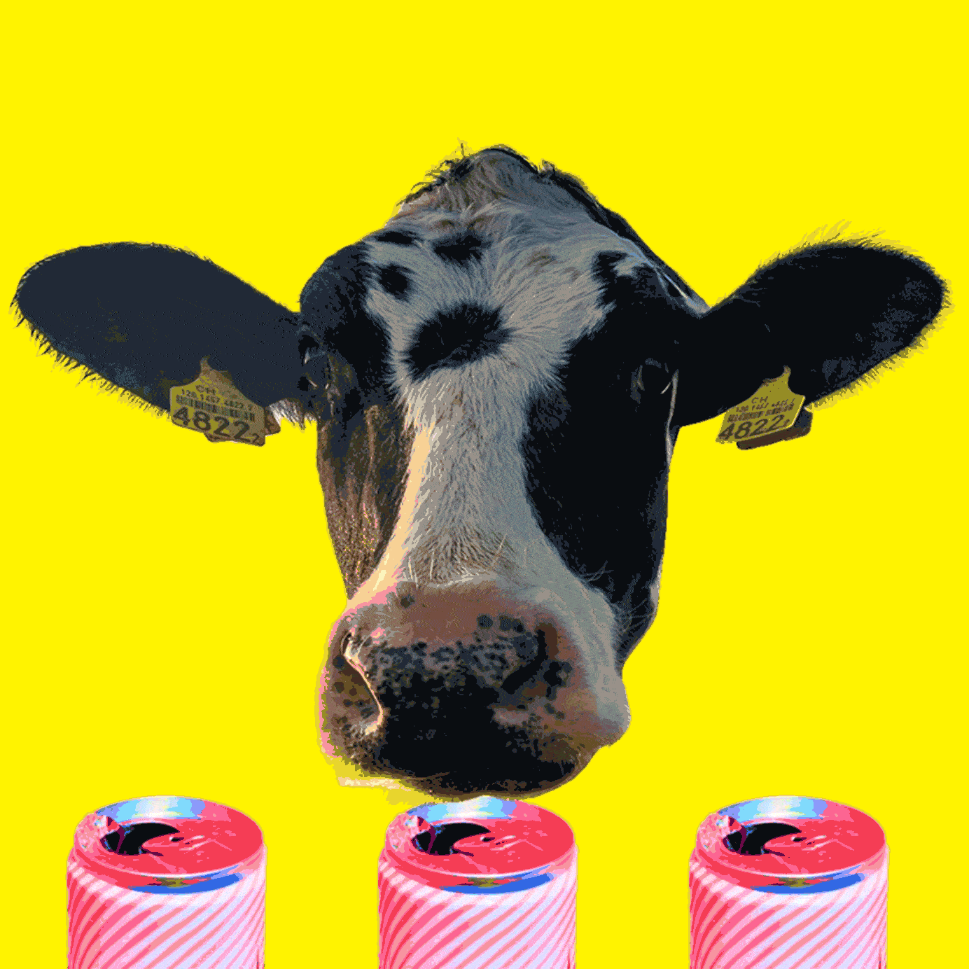 Of Bovines and Booze: How Dairy-Based Alcohol Is Finally Gaining a .  Hoof-Hold | VinePair