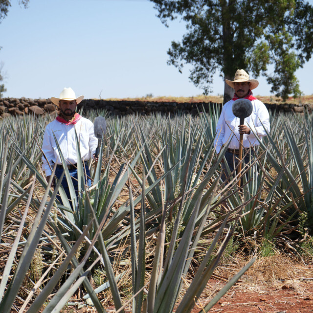 Small Batch Production, Simply Perfect PATRÓN® Tequila [Infographic]