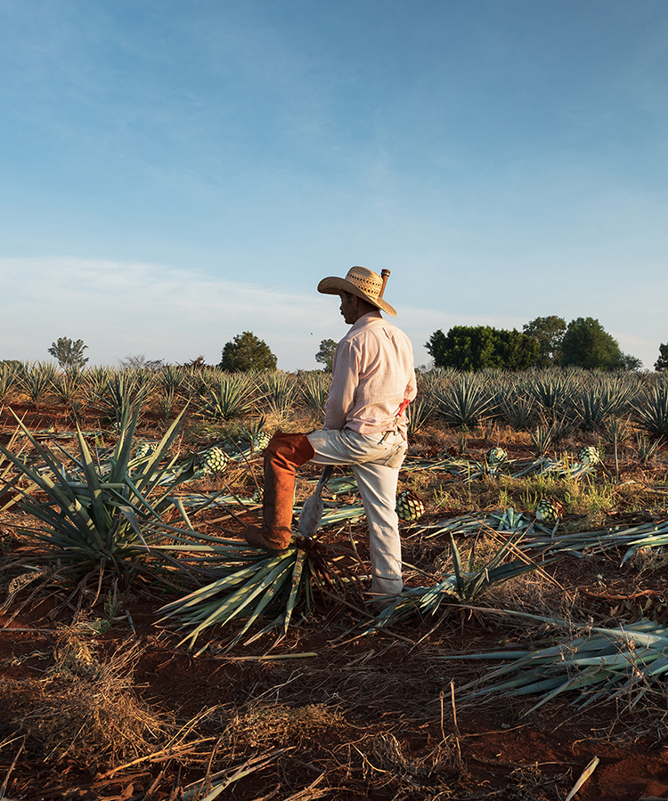 The Single-Estate Difference: How Tequila Ocho Has Perfected Terroir in Tequila