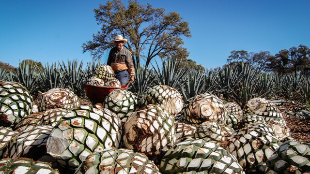 The Single-Estate Difference: How Tequila Ocho Has Perfected Terroir in ...