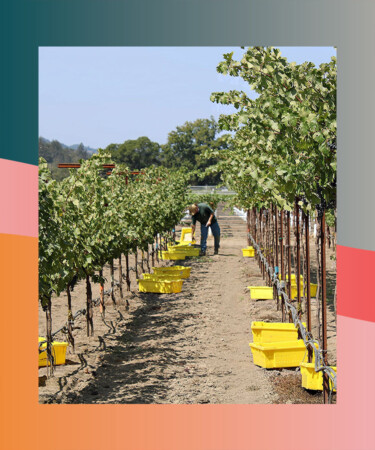 UC Davis: Trellis Systems Can Protect Cabernet Sauvignon From Climate Change