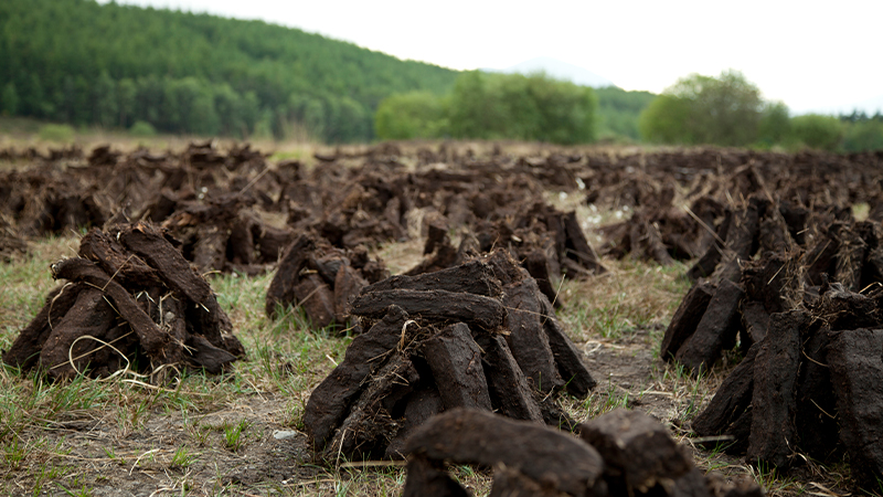 Peat is made from a mixture of decayed vegetation and is typically found in swamps and bogs. 