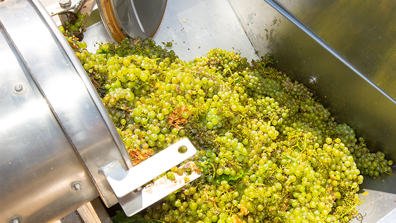 El vino naranja se elabora dando al vino blanco las mismas características de textura que al vino tinto, el mosto de la uva blanca permanece en contacto con los hollejos durante la fermentación.