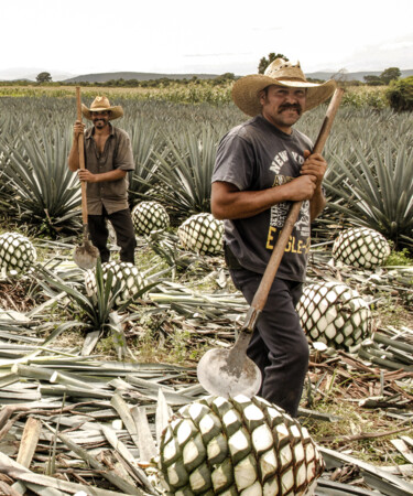 Taste the Tradition: How Tequila Ocho Utilizes Centuries-Old Techniques