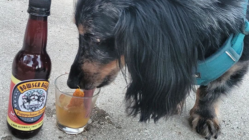 L'alcool pour les animaux de compagnie comme la bière pour les chiens est une nouvelle tendance.
