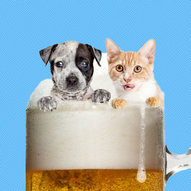 Beer For Dogs, Wine For Cats: How Drinks for Pets Became a Global Phenomenon
