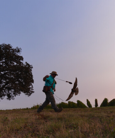 The Vineyard Falconer: How Trained Birds Protect Wine Grapes