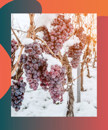As Winter Weather Hammers the Country, Ohio Vineyard Workers Pick Frozen Grapes for Ice Wine