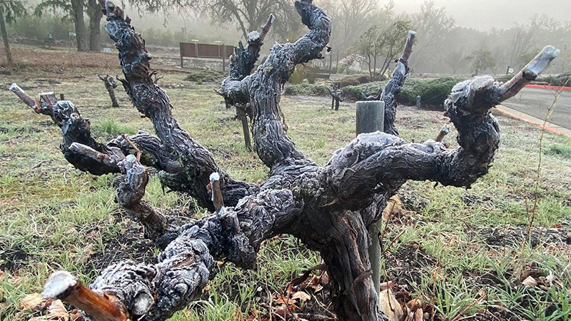 Vine stress makes for happier drinkers