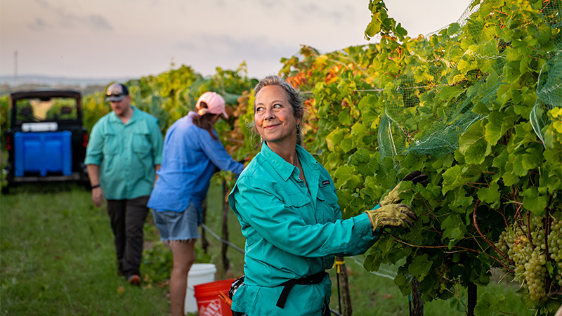 Viticulturist and vineyard manager Sherah Mills of Rustic Spur Vineyards and Kerrville Hills Winery in Texas practices deficit irrigation in years that don’t already exhibit drought conditions, and has found that this results in wonderfully balanced wines.