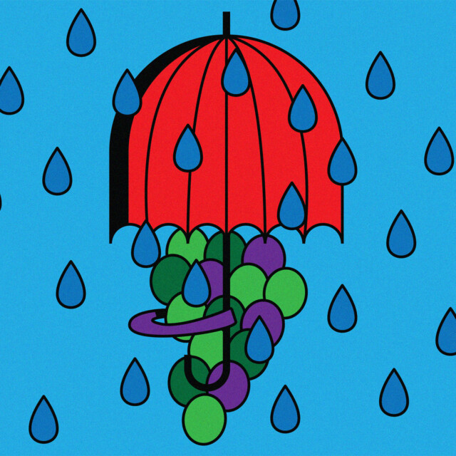 What Record Rainfall Means for California Winemakers