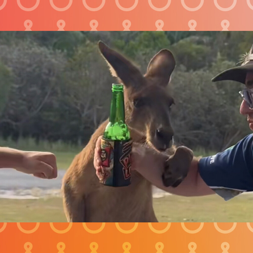 drunk kangaroo