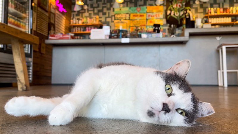 Redemption Rock's cat, Jimmy, is a brewery cat.