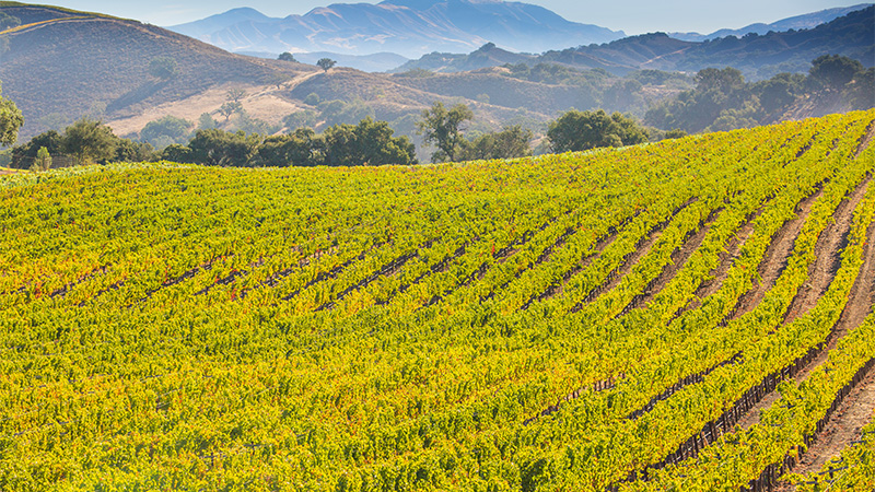 Santa Ynez Valley, California is one of the best destinations for wine travel in 2023. 