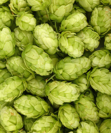 The Most Common Hops in Hazy IPAs [Infographic]