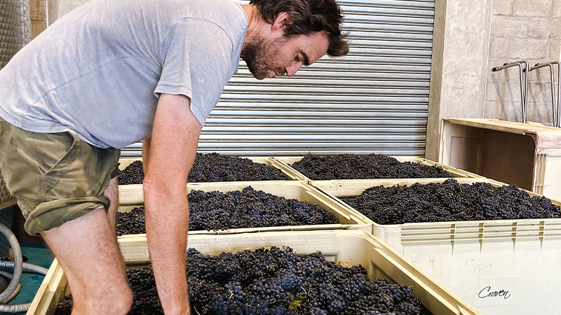 Craven 8 stomping grapes in crates.
