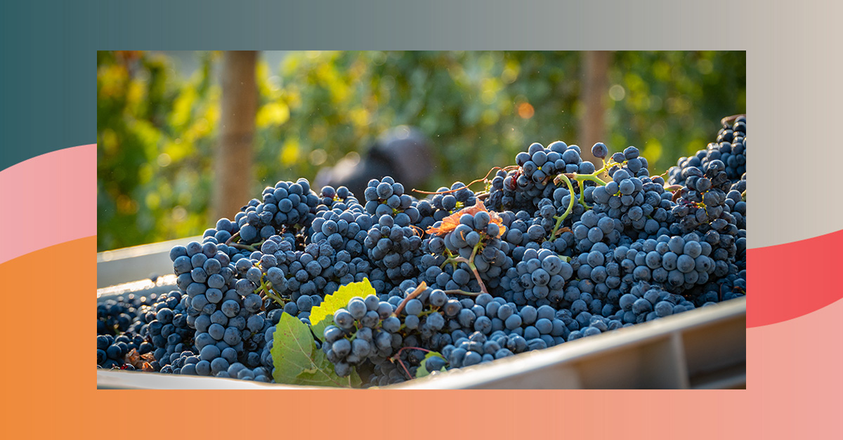 Oregon Wine Sales Hit An AllTime High Last Year VinePair