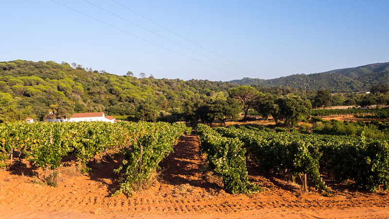 Región vinícola de Setúbal en Portugal 