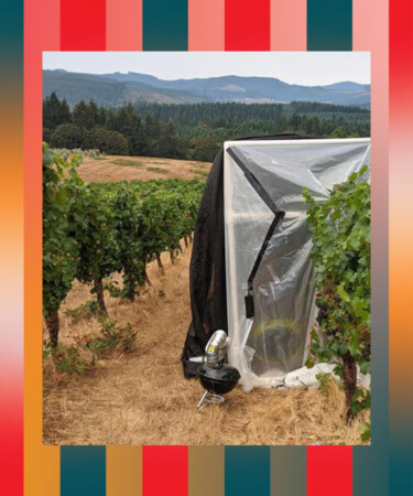 Breakthrough Research Could Help Identify Smoke-Taint-Affected Grapes in Vineyards