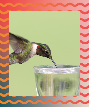 New Study Says Hummingbirds ‘Often’ Consume Alcohol
