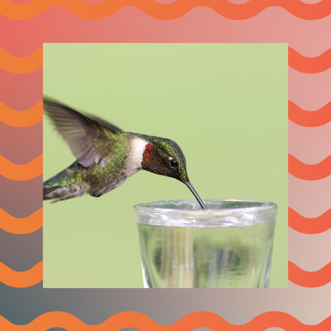 New Study Says Hummingbirds 'Often' Consume Alcohol VinePair