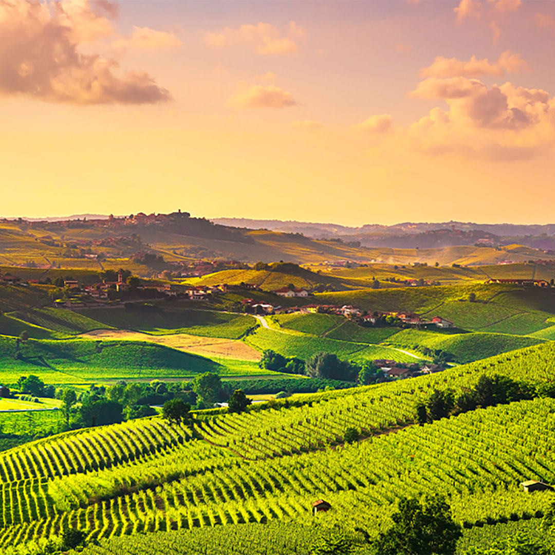 Vino 101: Italia: Piemonte |  Abbinamento vini