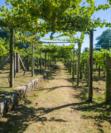 7 Things You Need to Know About Vinho Verde
