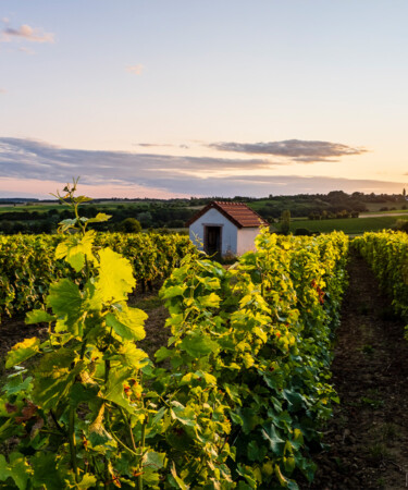 The VinePair Podcast: ‘Sip Fresh’ With Centre-Loire Wines
