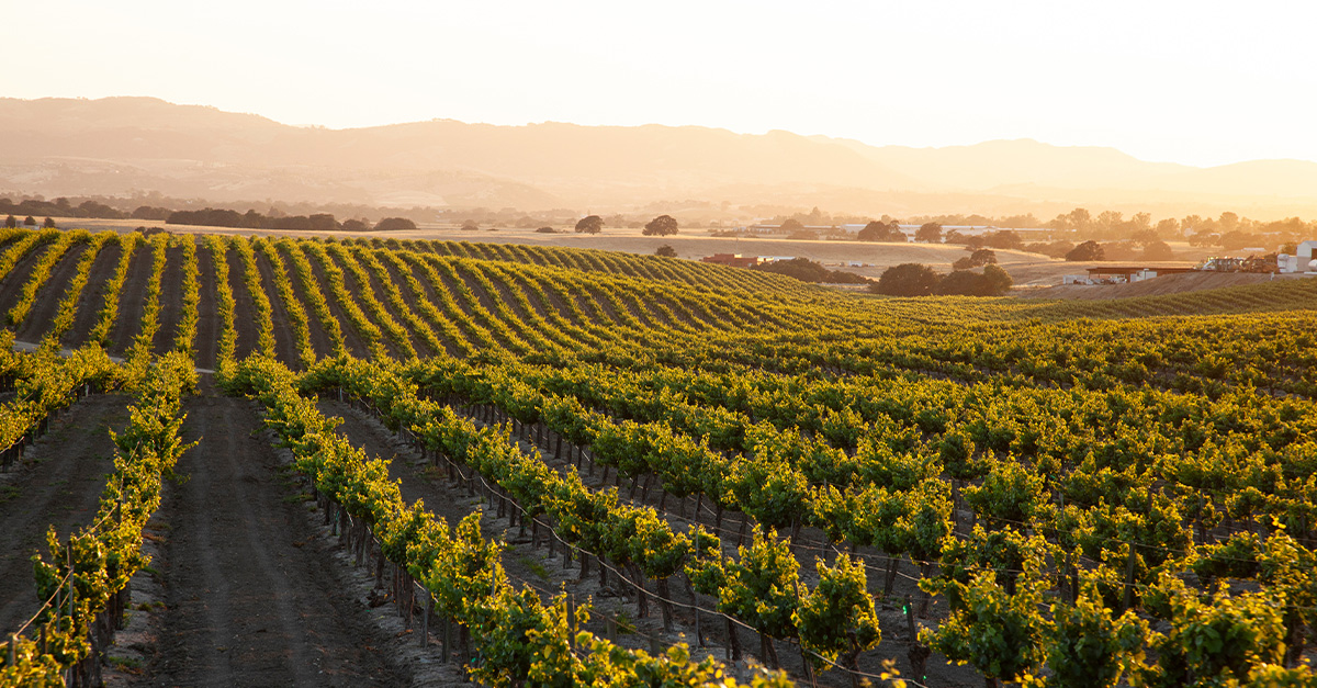 Wine 101: America: Central Coast (Interview With Matt Steel) | VinePair