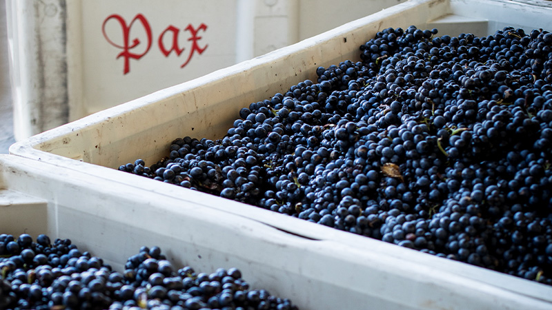 Pax wine grapes. Pax is Pax Mahle's wine label and he is a winemaker shepherding in the new generation of California winemakers. 