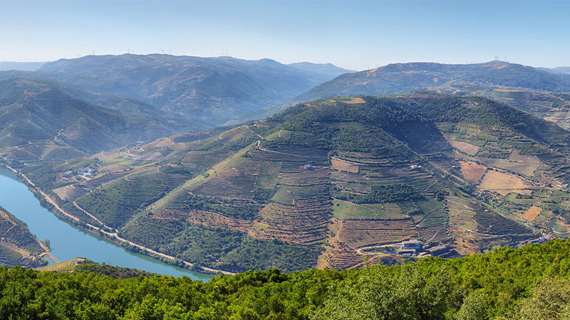 Douro, Portugal is one of the hardest wine regions in the world to harvest. 