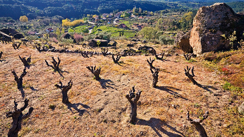 Sierra de Gredos, Spain is one of the hardest wine regions in the world to harvest. 