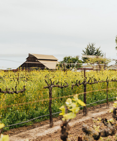 3 Tailor-Made Ways to Explore Lodi Wine Country