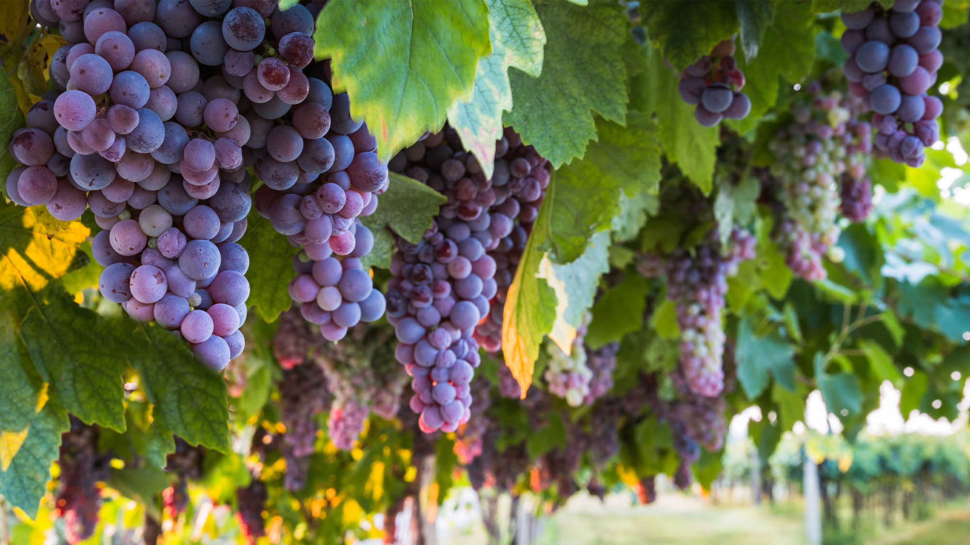 洋書 Beyond The Grapes: Napa Valley Napa Valley seeing terrific grape harvests, but demand for